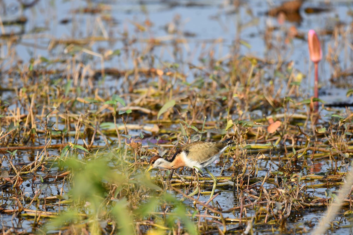 Bronze-winged Jacana - ML645930571