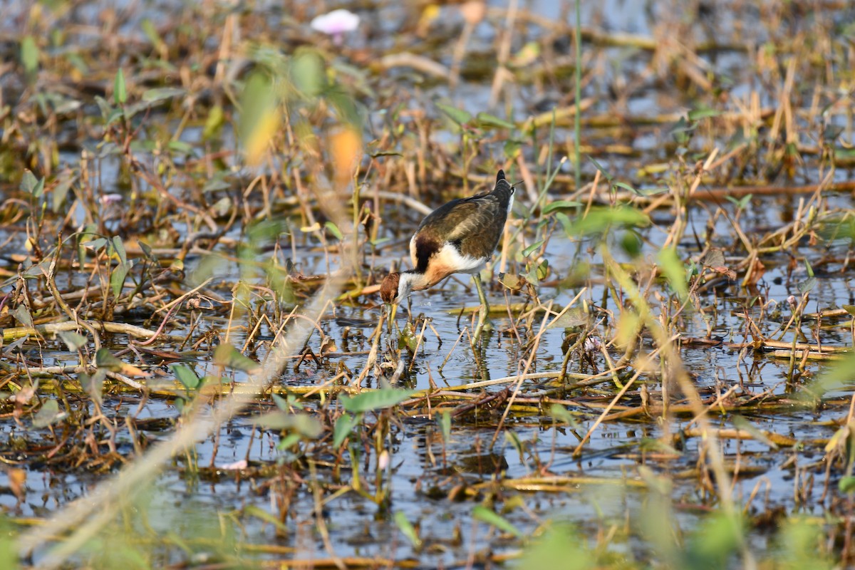 Bronze-winged Jacana - ML645930573