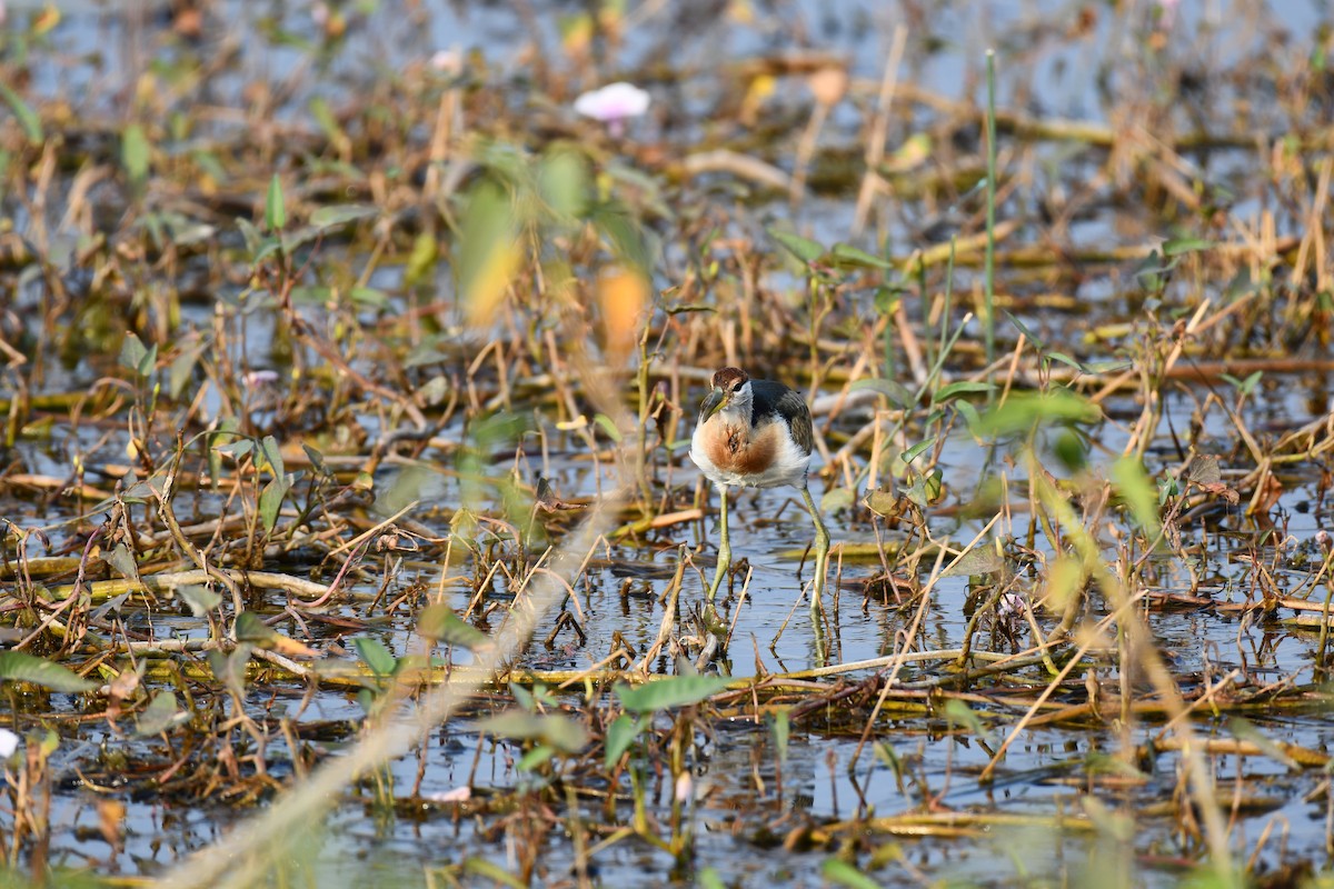 Bronze-winged Jacana - ML645930574