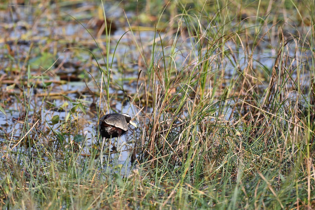 Bronze-winged Jacana - ML645930575