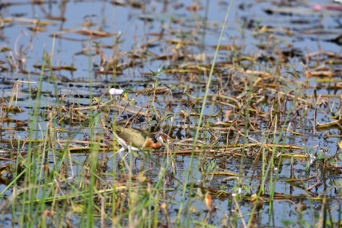 Bronze-winged Jacana - ML645930576