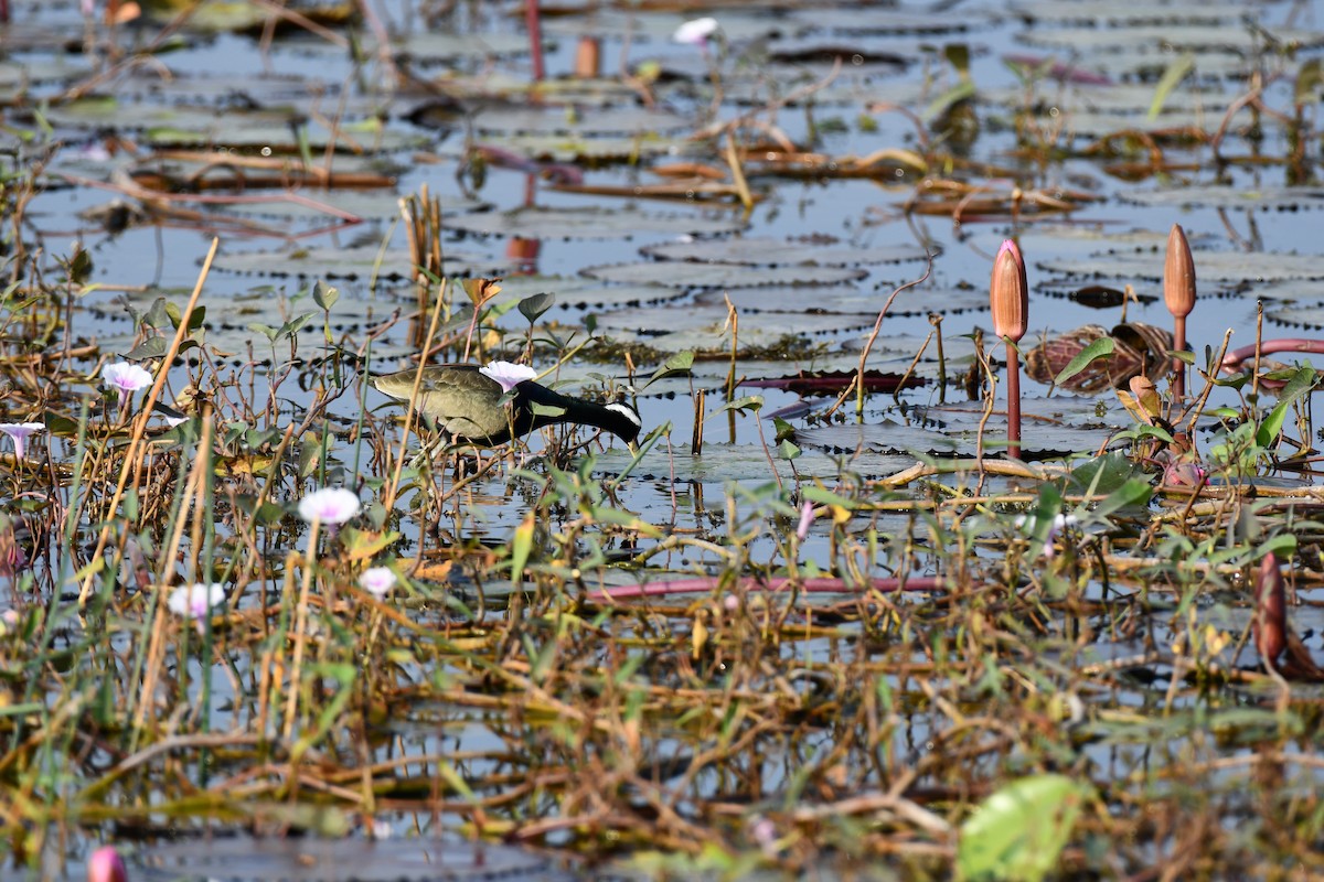 Bronze-winged Jacana - ML645930577