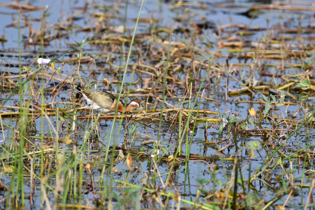 Bronze-winged Jacana - ML645930578
