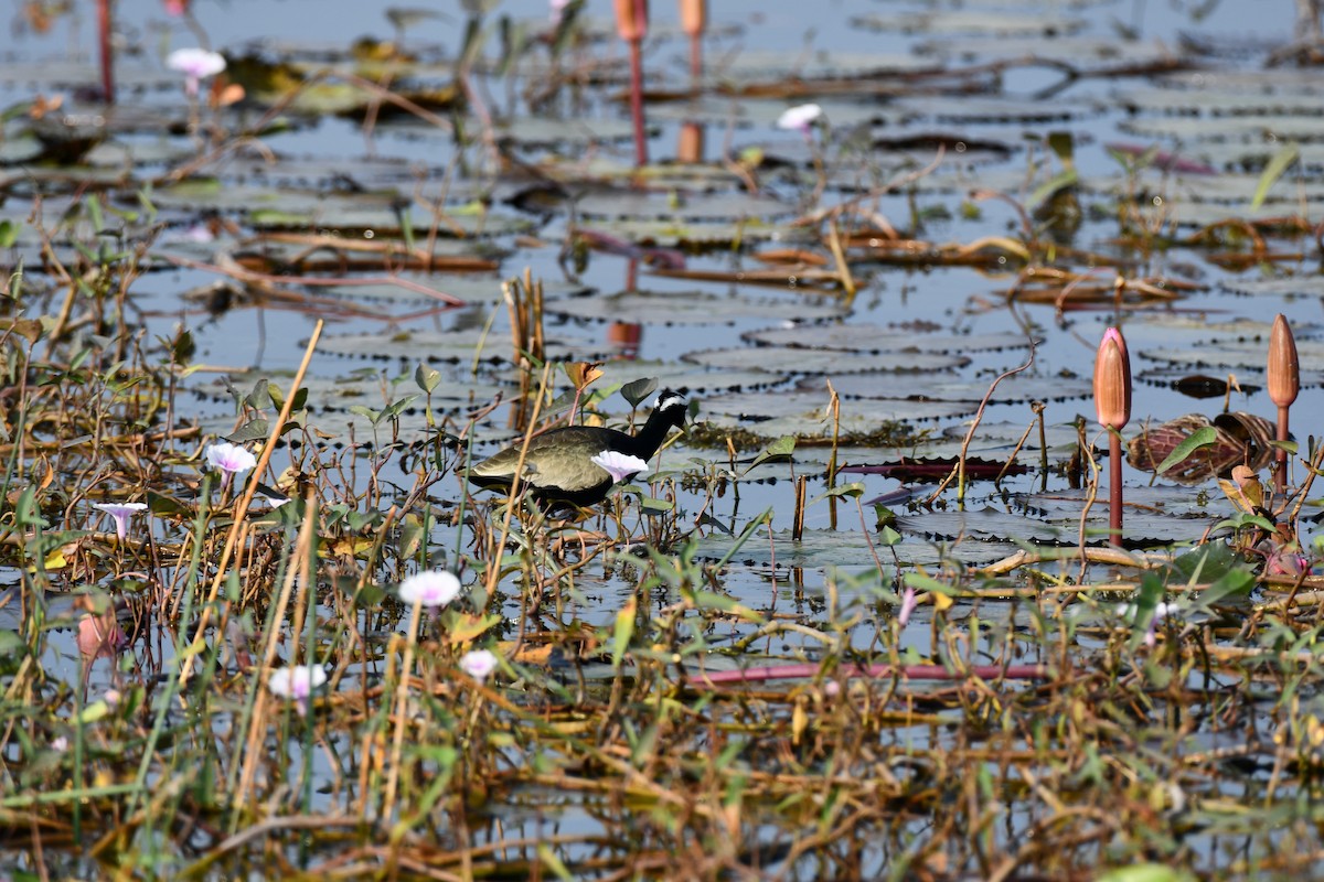 Bronze-winged Jacana - ML645930579