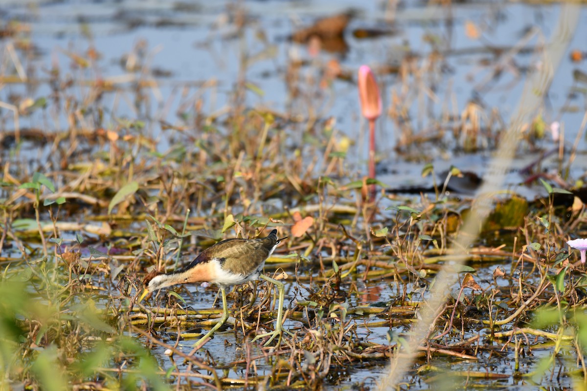 Bronze-winged Jacana - ML645930580