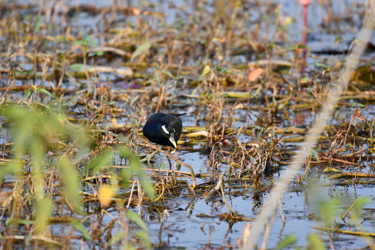Bronze-winged Jacana - ML645930581