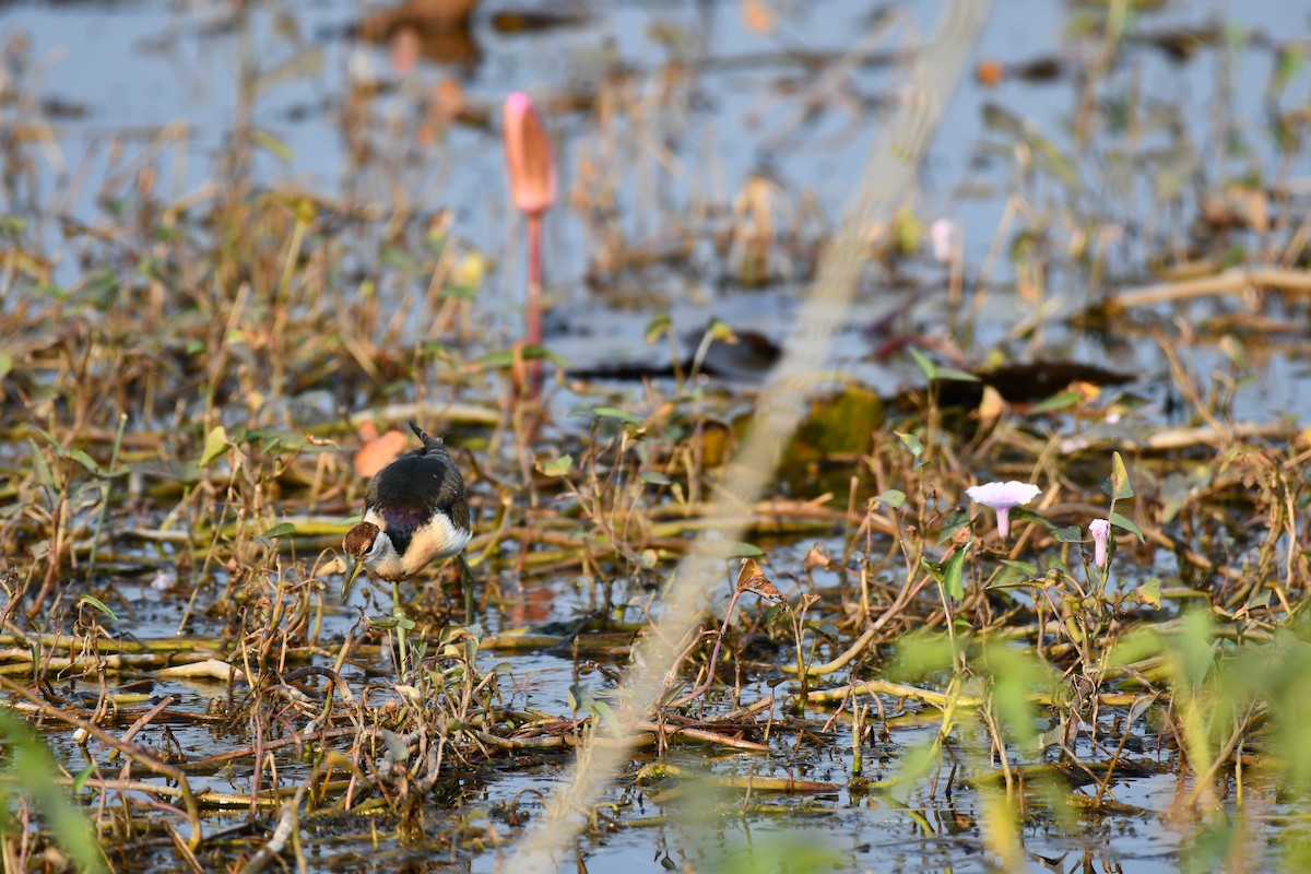 Bronze-winged Jacana - ML645930582