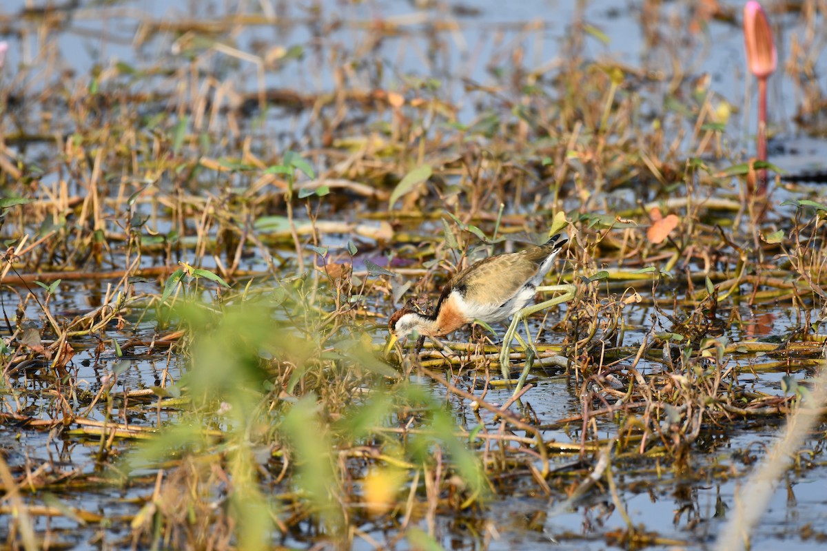 Bronze-winged Jacana - ML645930583