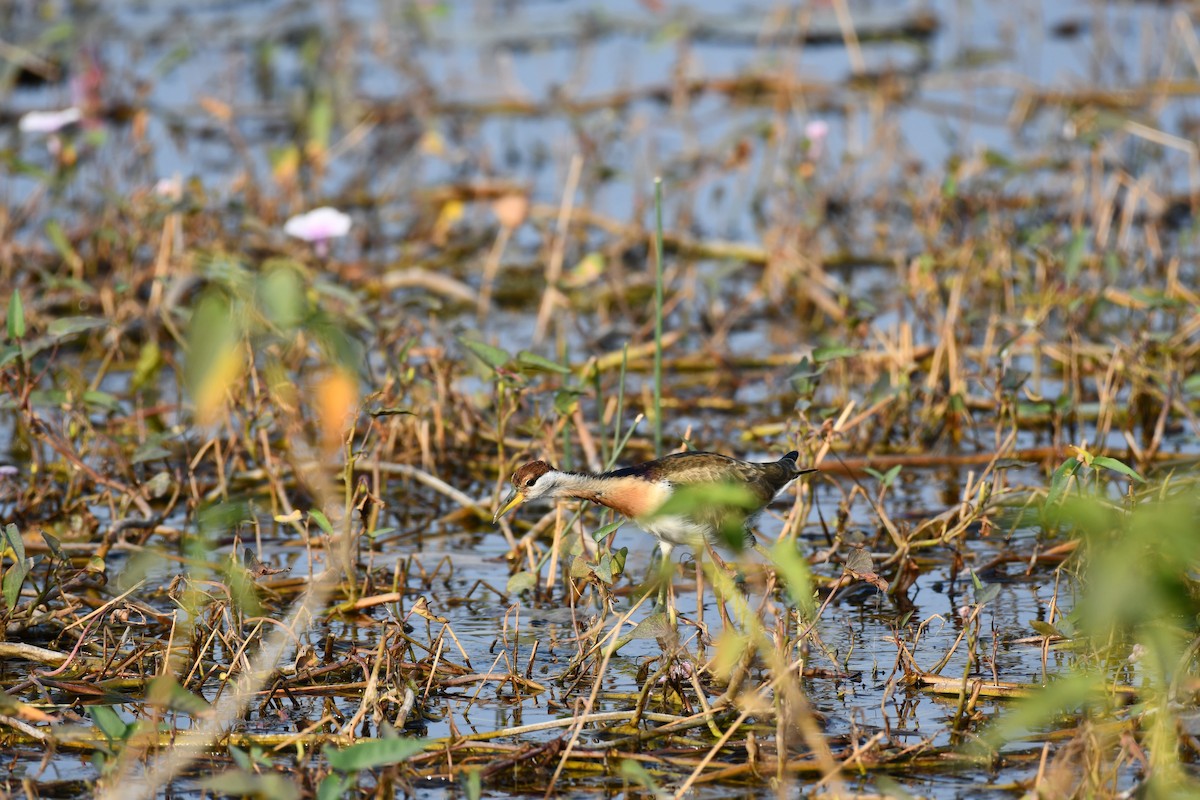 Bronze-winged Jacana - ML645930584