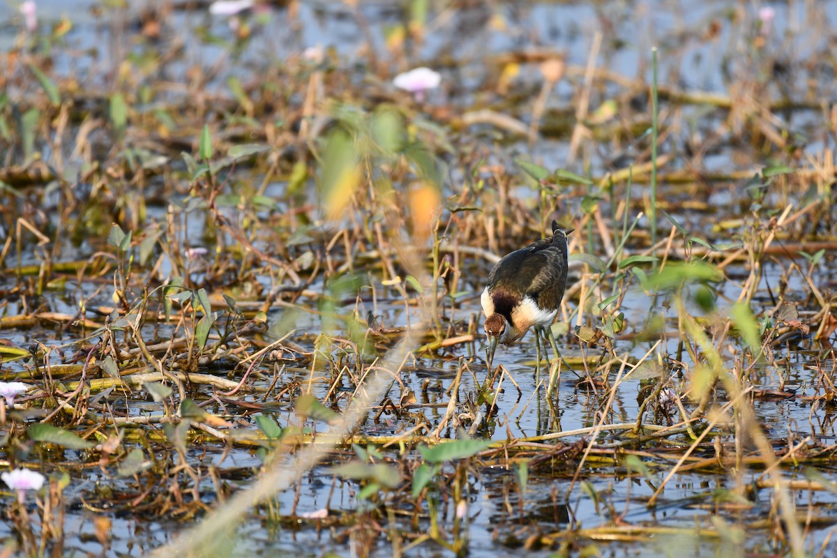 Bronze-winged Jacana - ML645930585