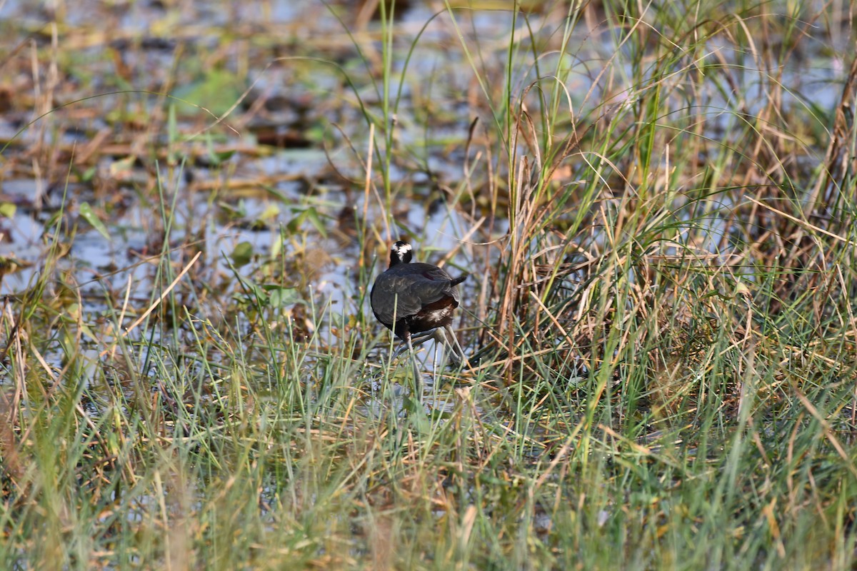Bronze-winged Jacana - ML645930586