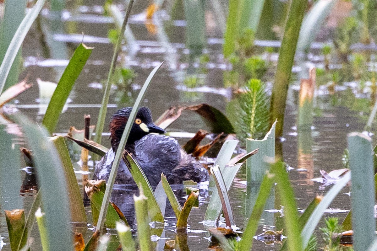 Australasian Grebe - ML645930587