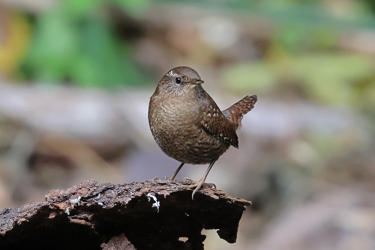 Волове очко - ML645930612