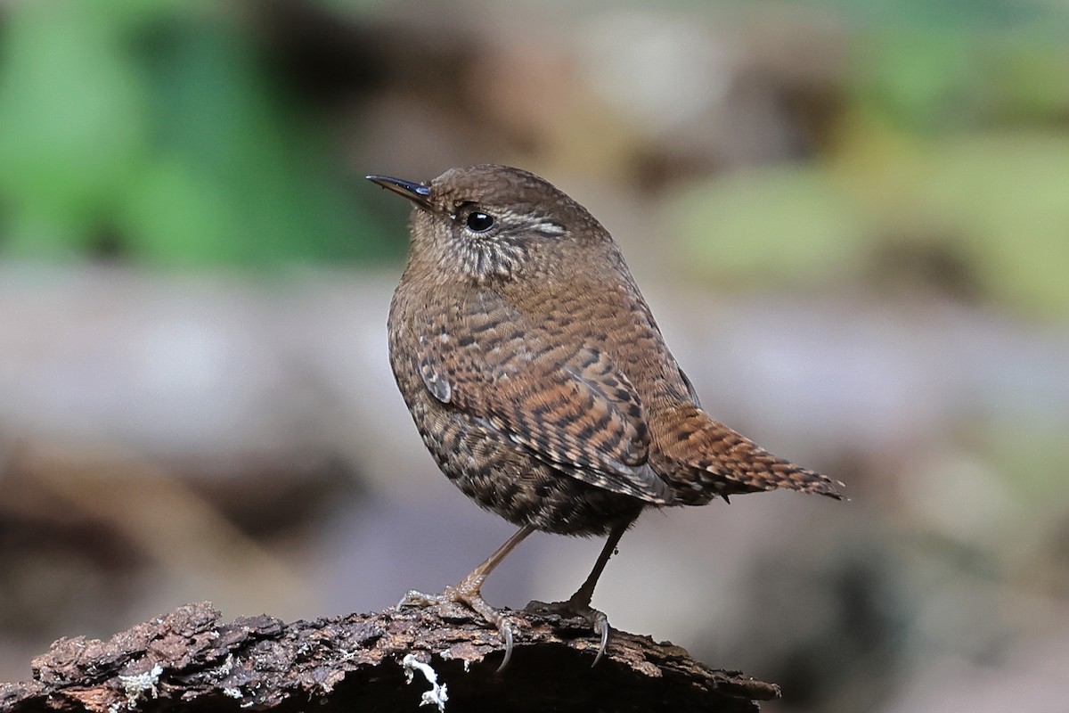 Волове очко - ML645930628