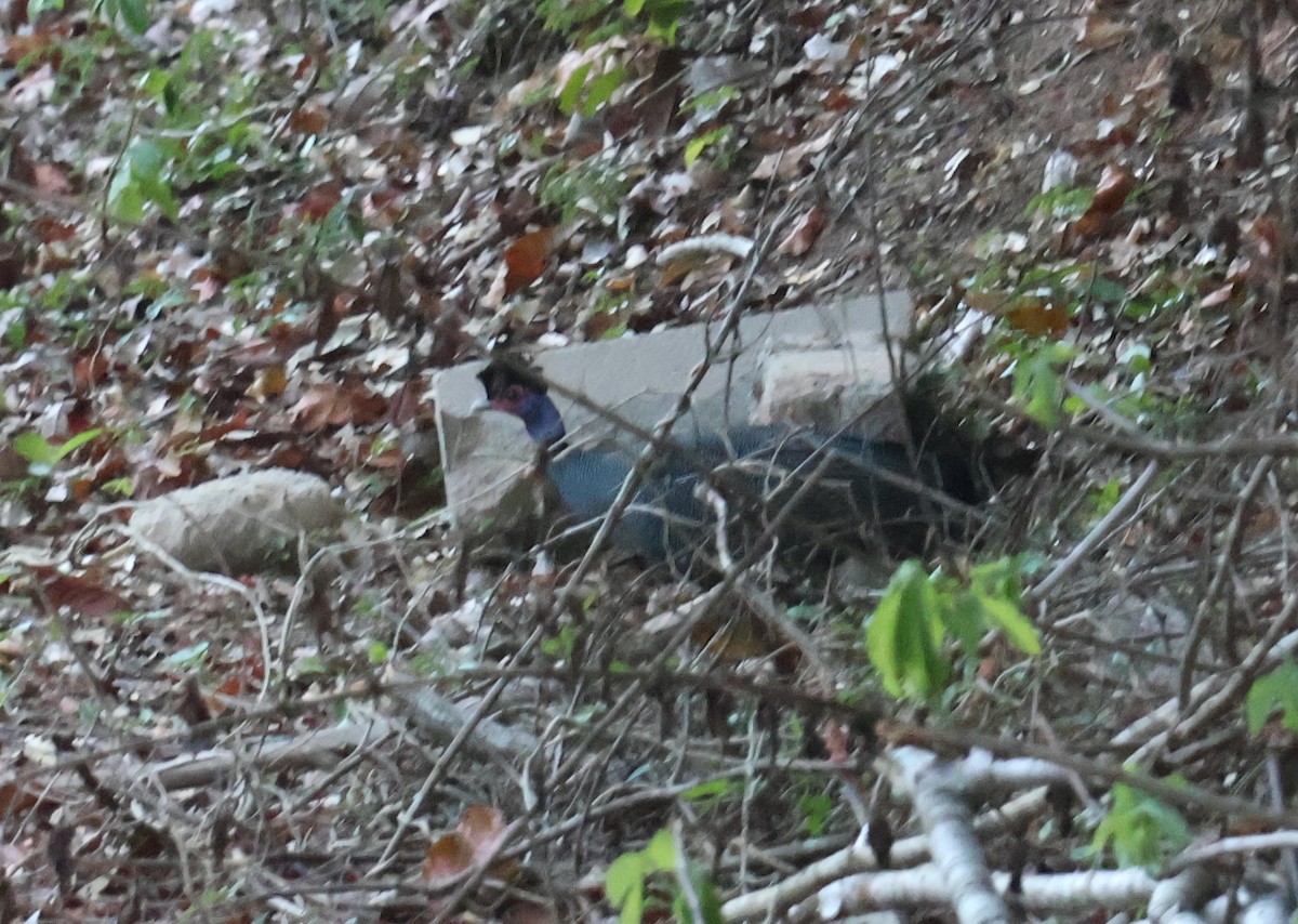Eastern Crested Guineafowl - ML645930629