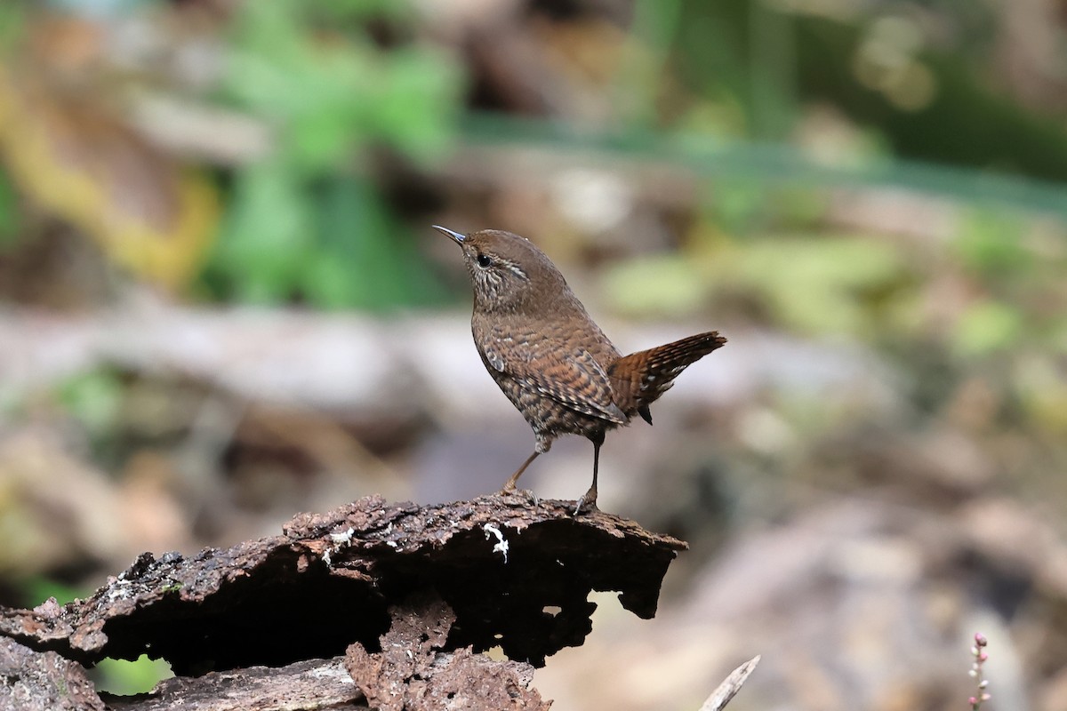 Волове очко - ML645930632