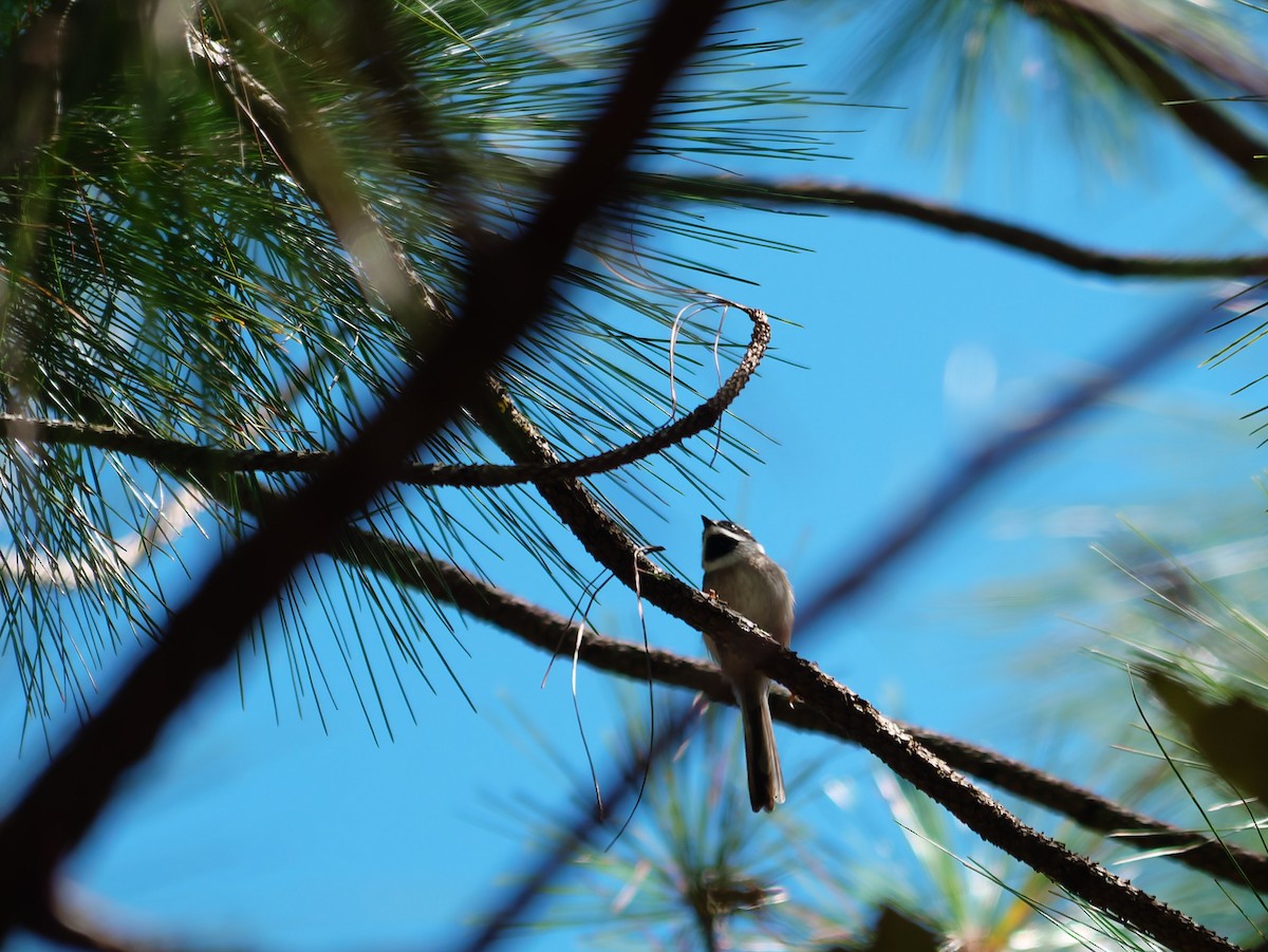 Black-throated Tit (Gray-crowned) - ML645930638