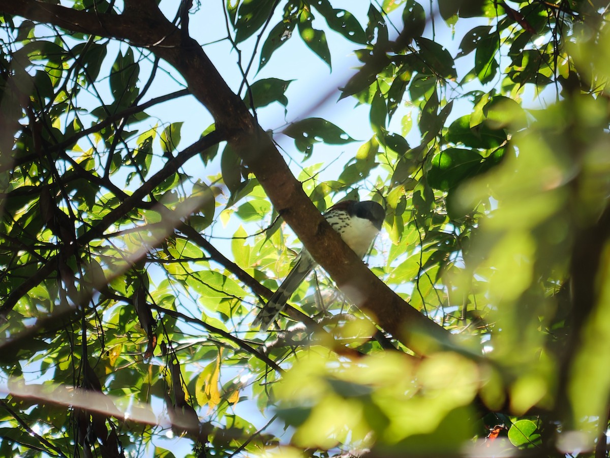 Gray-crowned Crocias - ML645930642