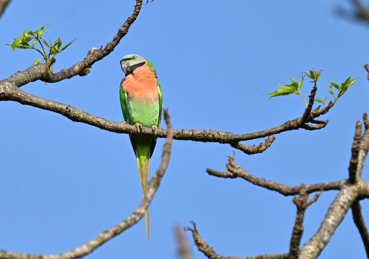 Red-breasted Parakeet - ML645930645