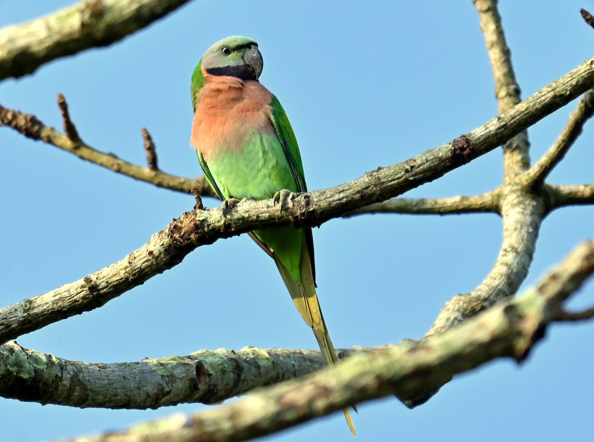 Red-breasted Parakeet - ML645930646