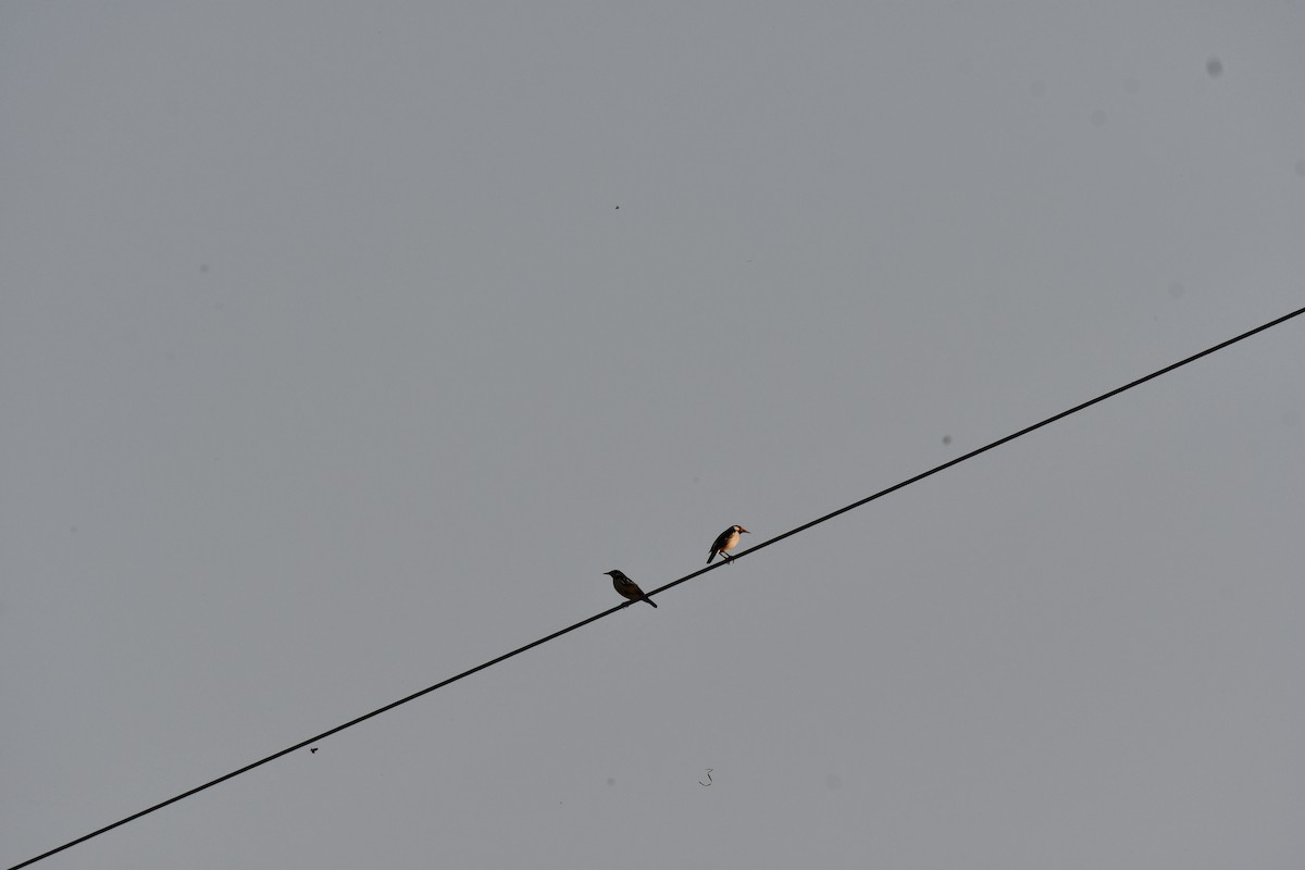 Indian Pied Starling - ML645930648