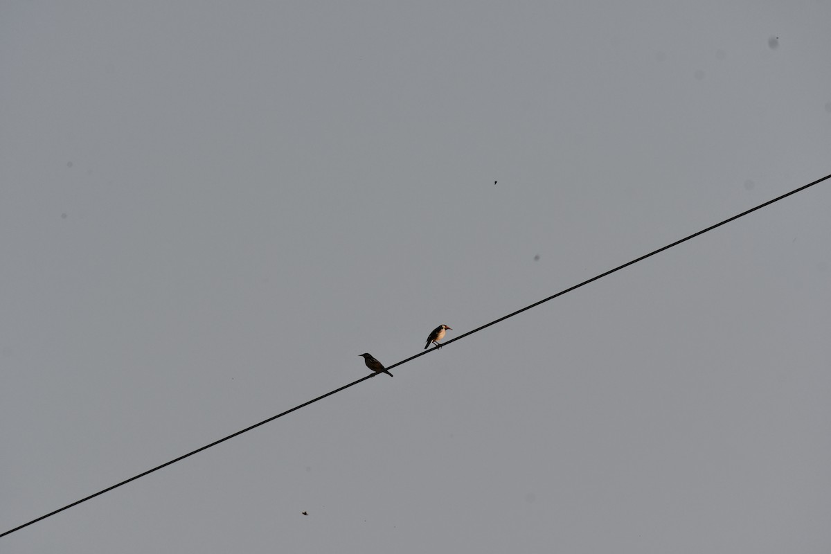 Indian Pied Starling - ML645930649