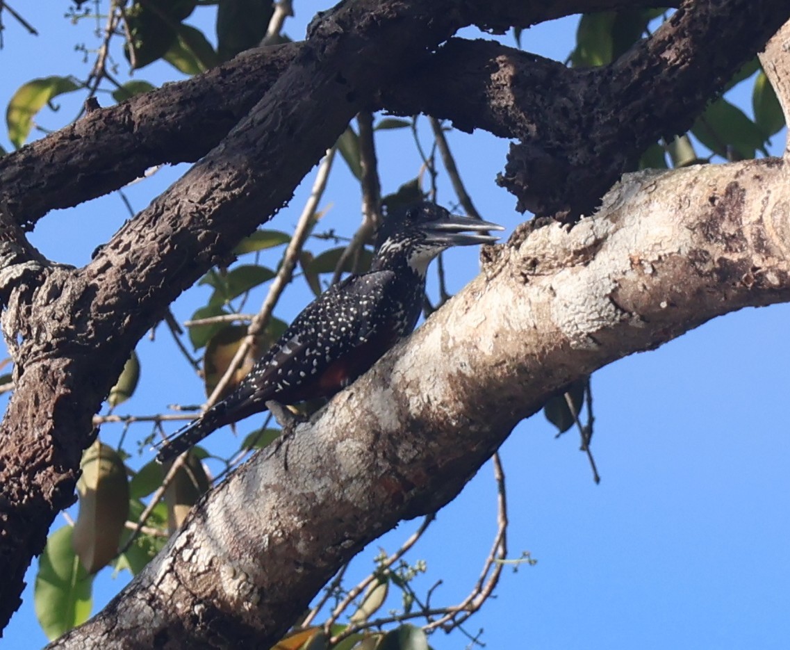 Giant Kingfisher - ML645930650