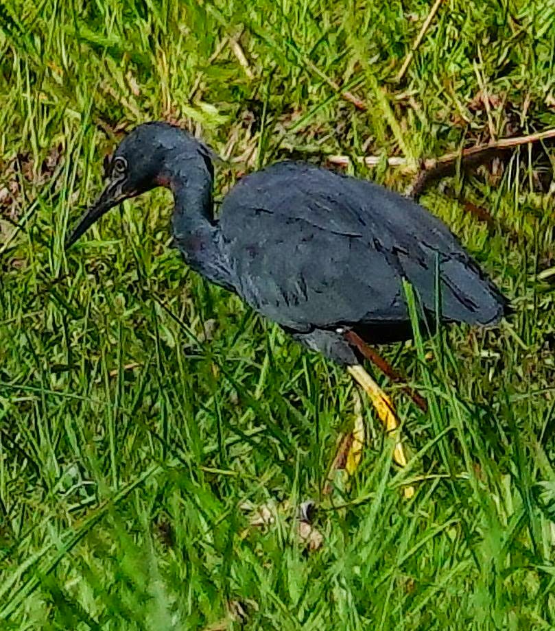 Slaty Egret - ML645930658