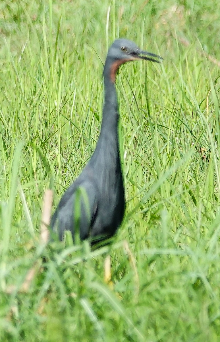 Slaty Egret - ML645930659