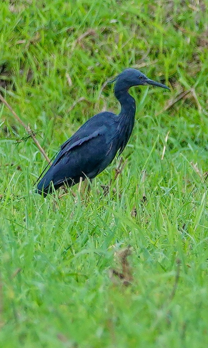 Slaty Egret - ML645930660