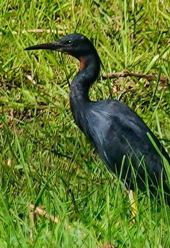 Slaty Egret - ML645930661
