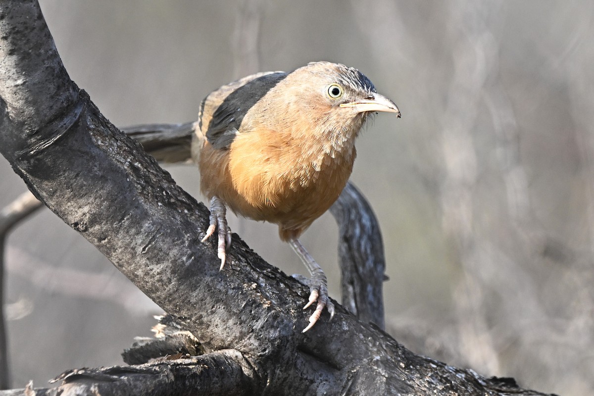 Rufous Chatterer - ML645930666