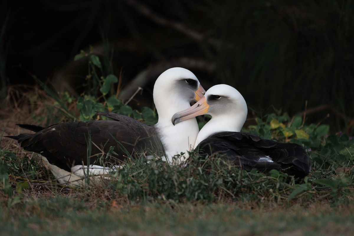 黑背信天翁 - ML645930669