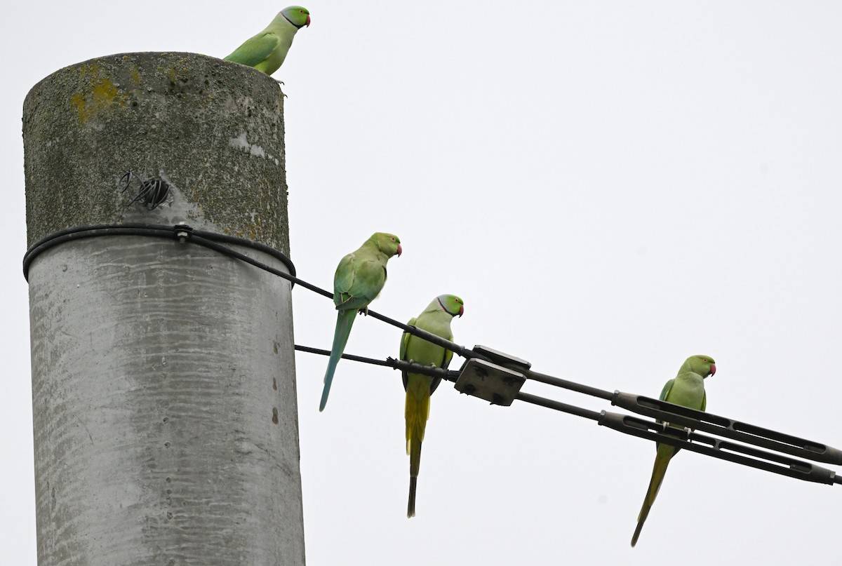 Rose-ringed Parakeet - ML645930674