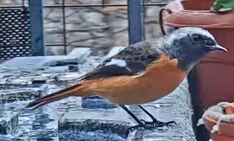 Горихвістка сибірська - ML645930683