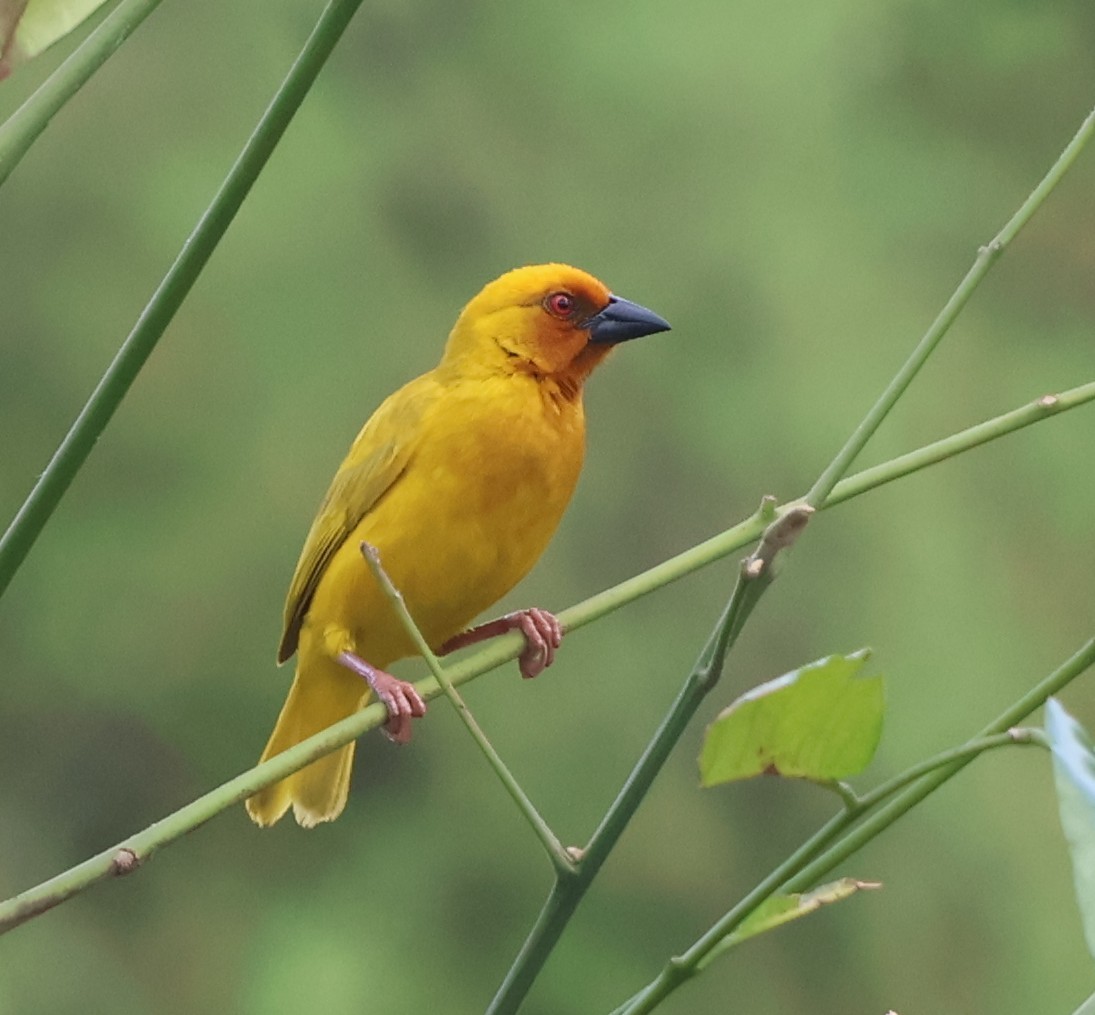 African Golden-Weaver - ML645930691