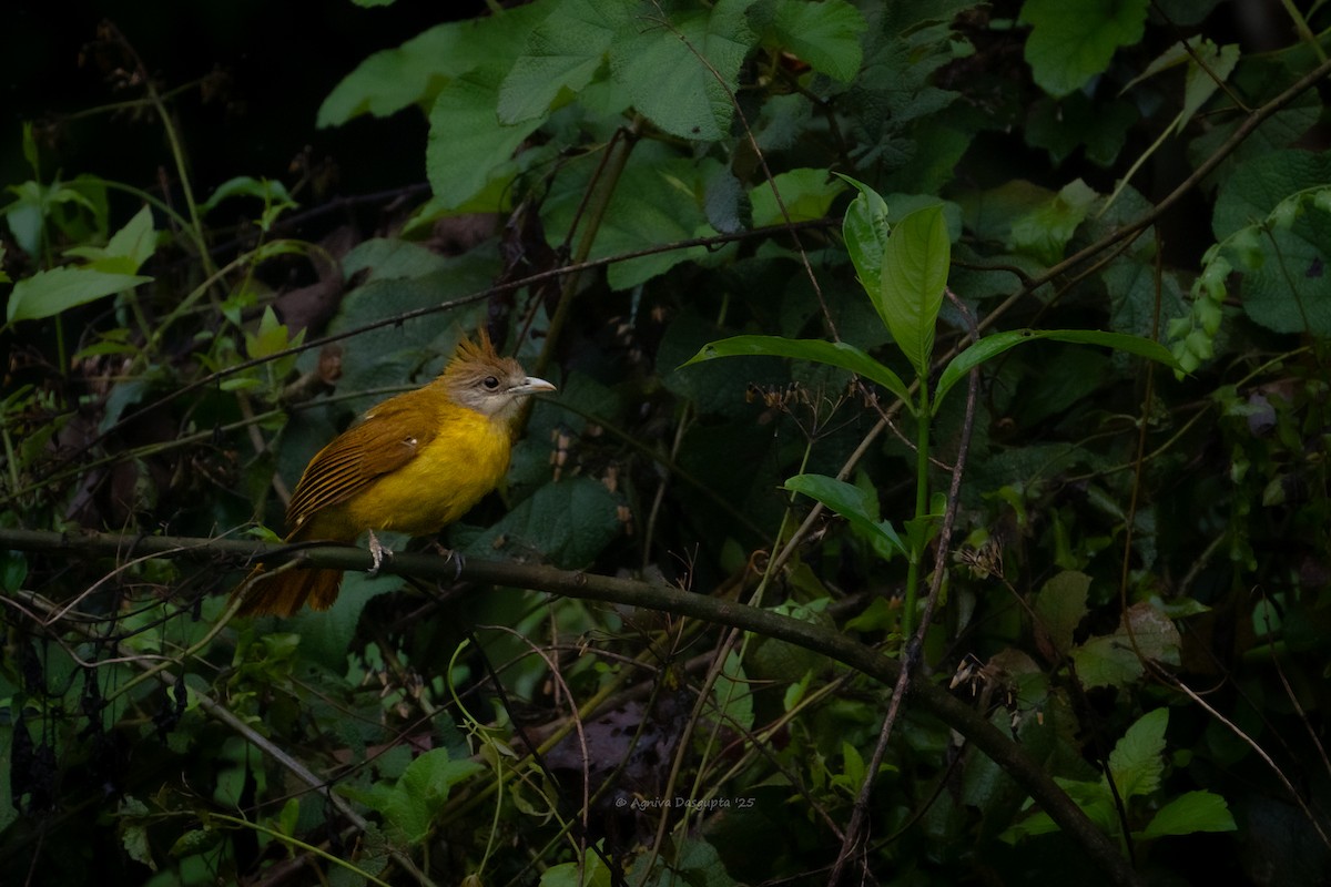 Bulbul flavéole - ML645930693