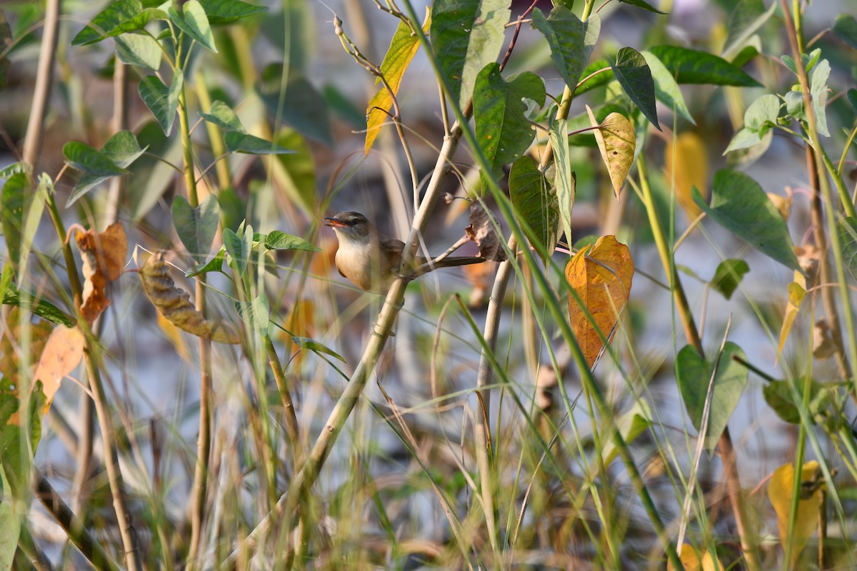 Iduna/Hippolais/Acrocephalus sp. - ML645930718