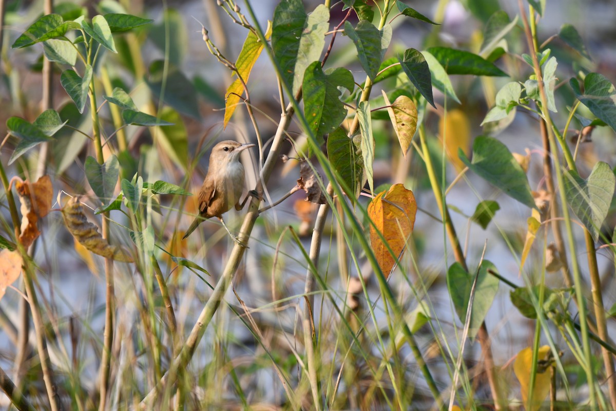 Iduna/Hippolais/Acrocephalus sp. - ML645930724