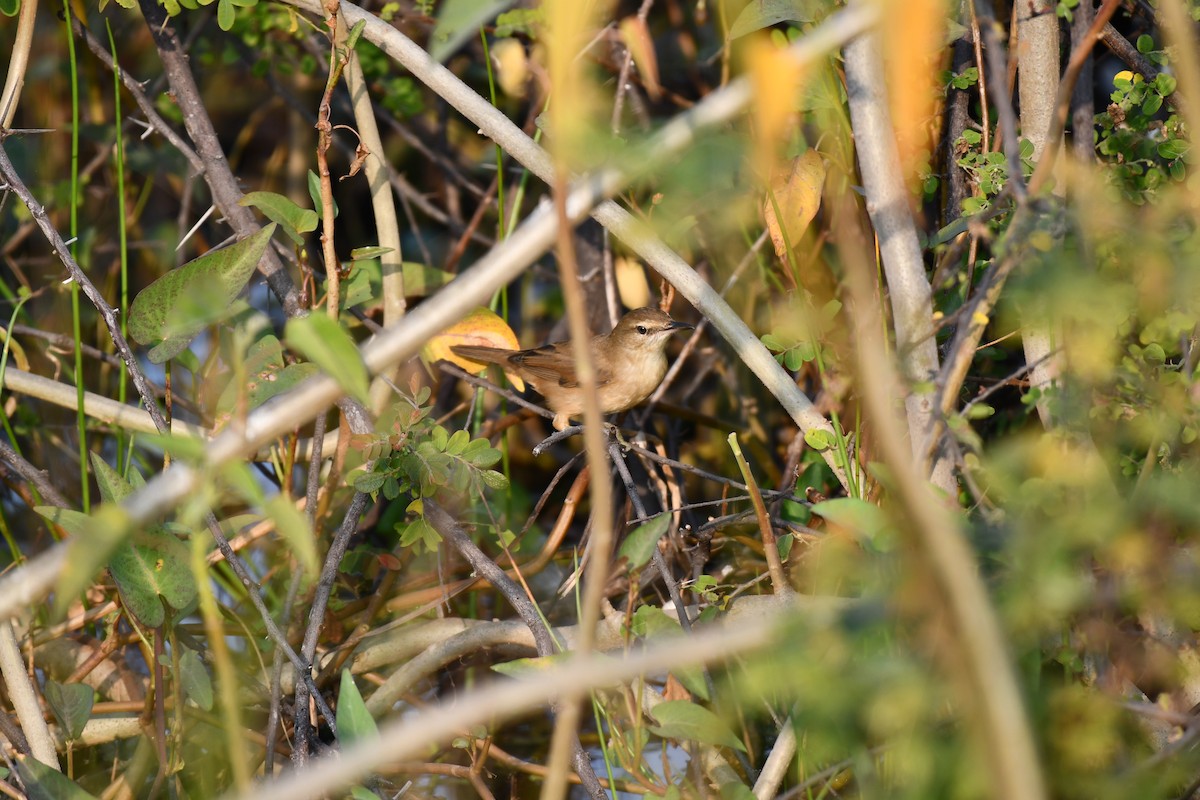 Iduna/Hippolais/Acrocephalus sp. - ML645930725