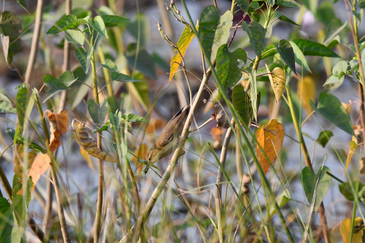 Iduna/Hippolais/Acrocephalus sp. - ML645930727