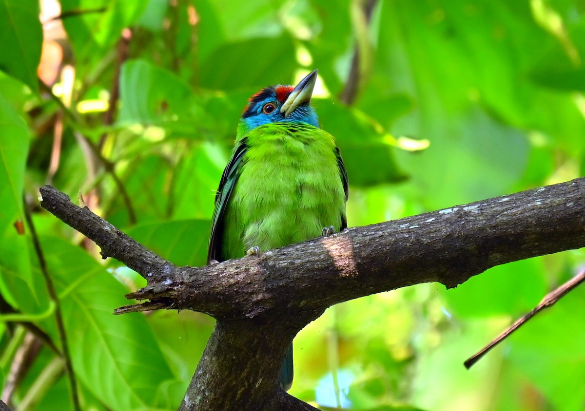 Blue-throated Barbet - ML645930738