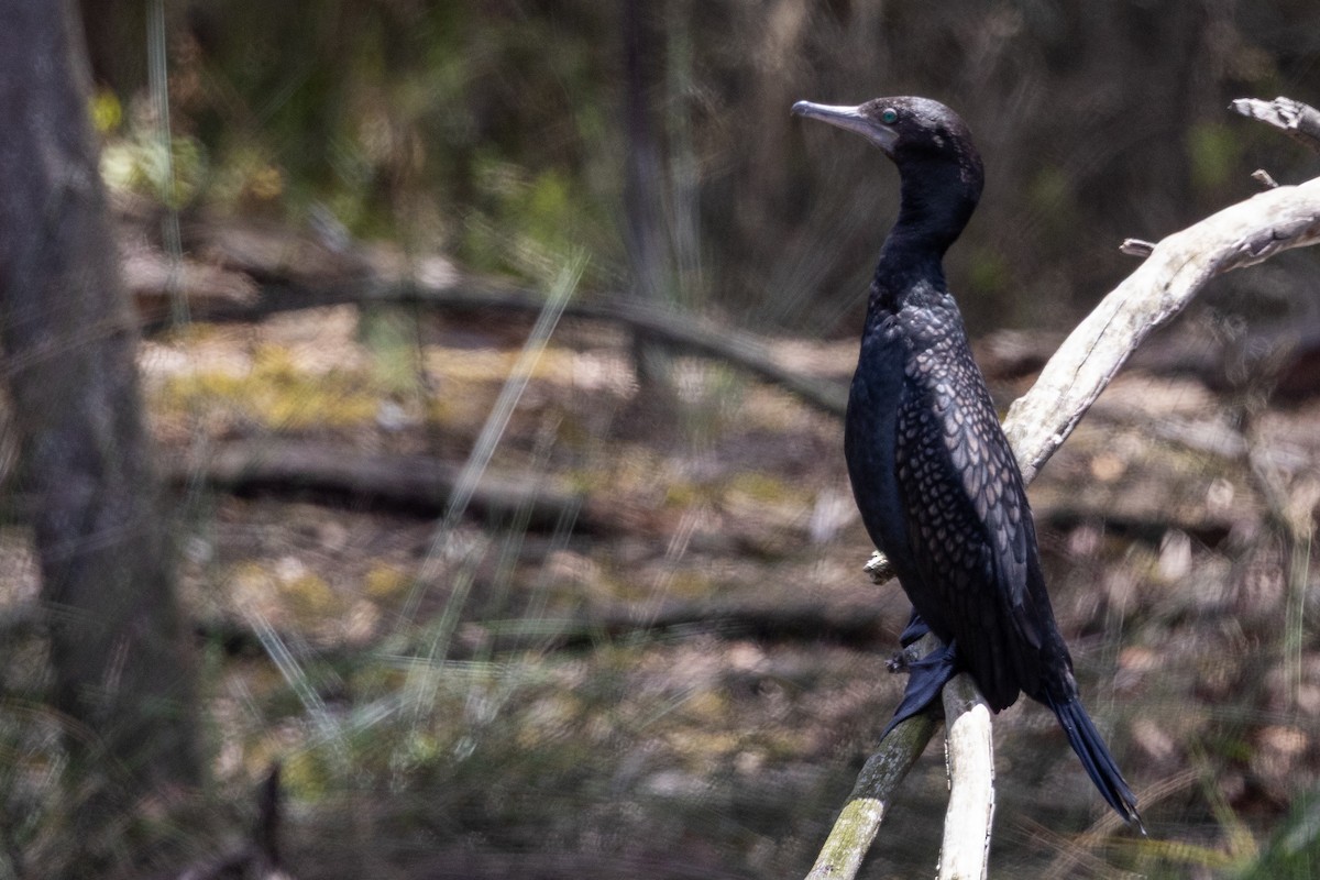 Little Black Cormorant - ML645930741
