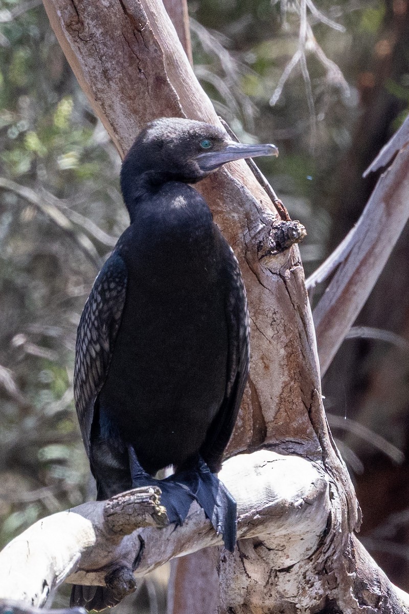 Little Black Cormorant - ML645930742