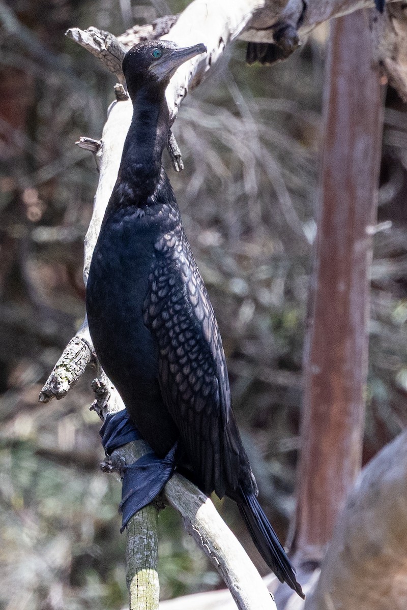 Little Black Cormorant - ML645930743