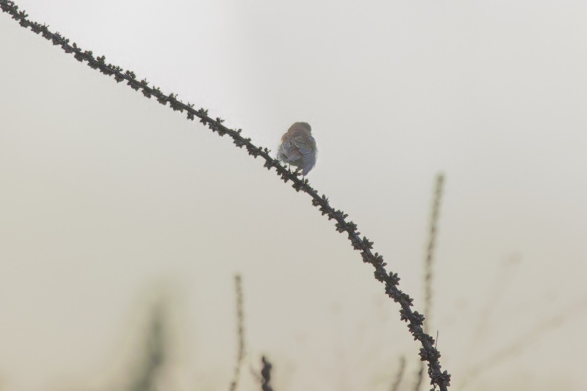 Red-backed Shrike - ML645930744