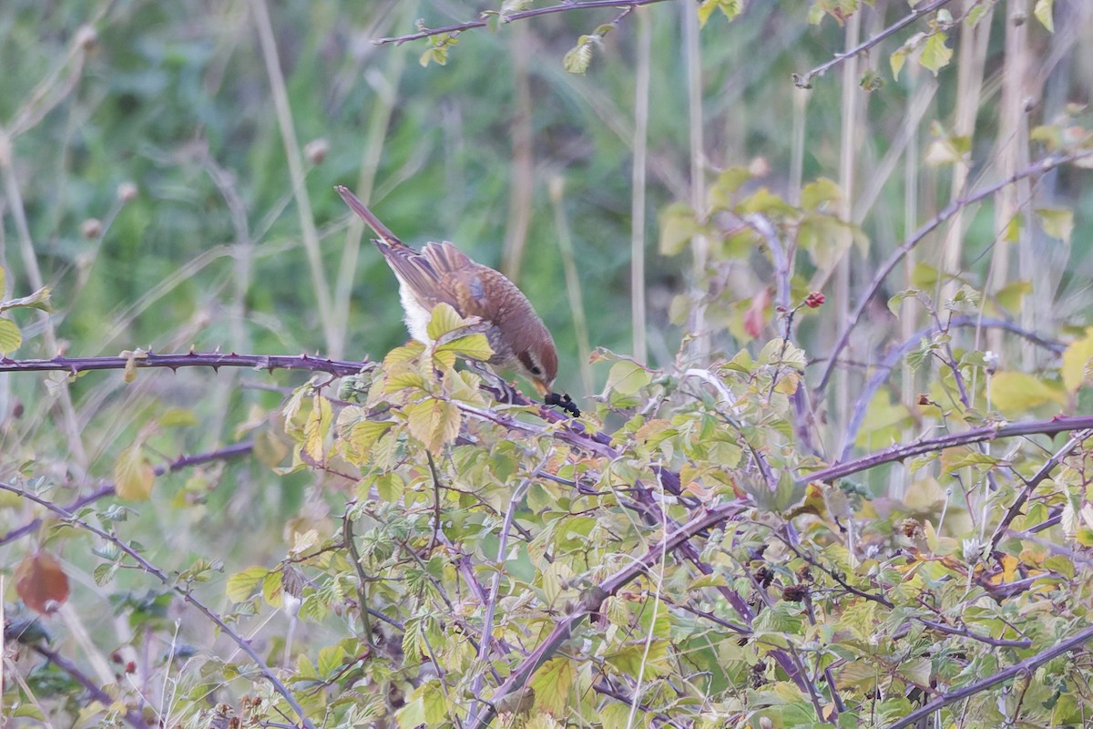 Red-backed Shrike - ML645930745