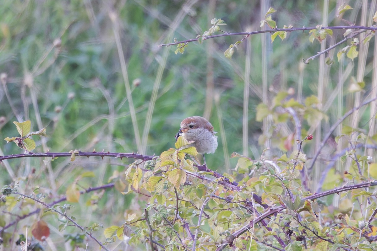 Red-backed Shrike - ML645930746