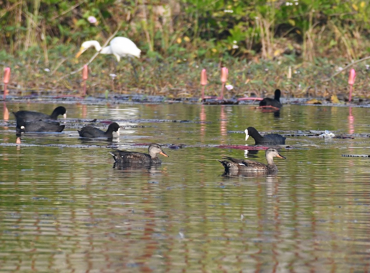 Gadwall - ML645930747