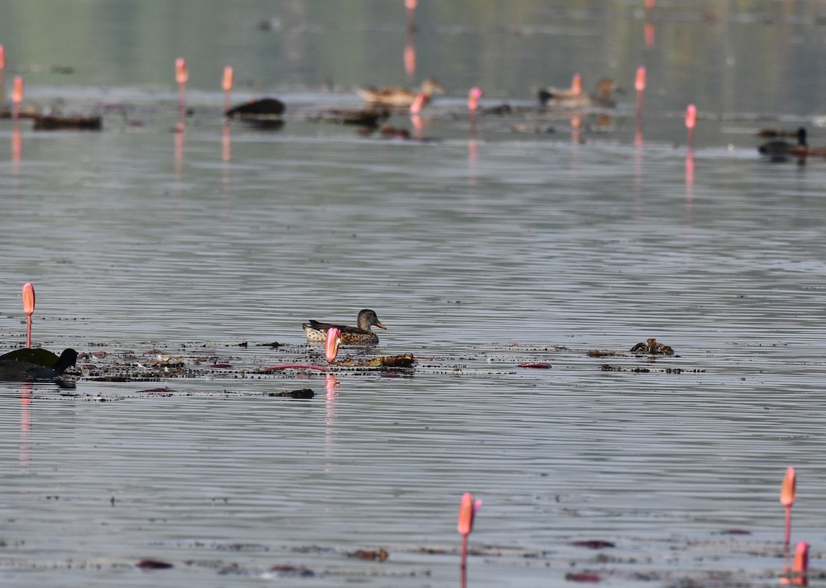 Gadwall - ML645930748
